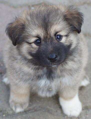6 weeks