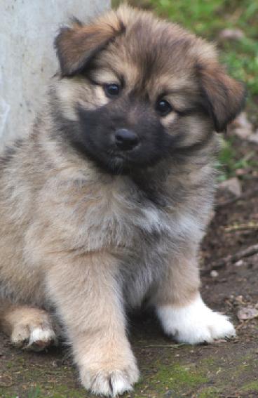 7 weeks