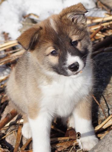 8 weeks