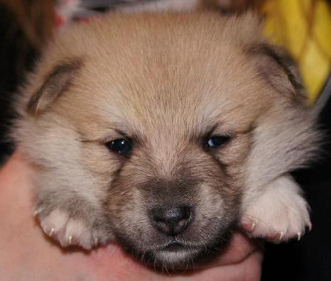 3 weeks
