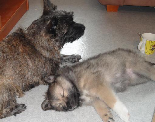 8 weeks