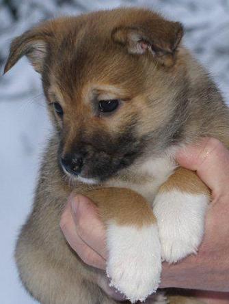 6 weeks