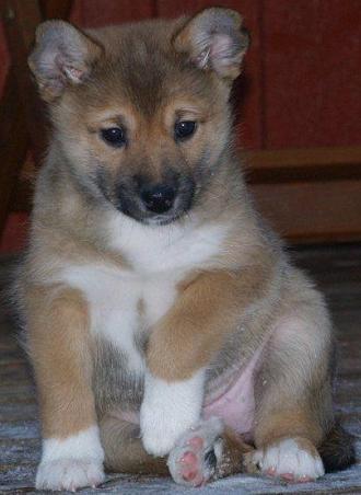 7 weeks