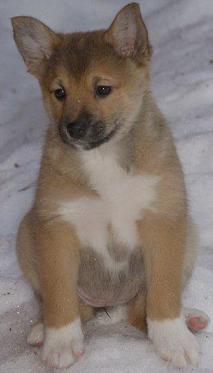 8 weeks