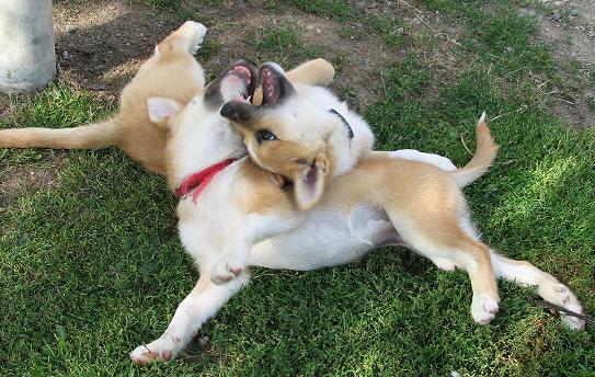 Playing with Guru-brother in July 2006