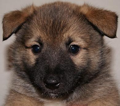 6 weeks