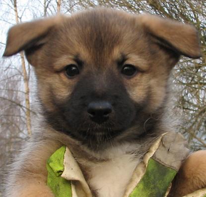 7 weeks