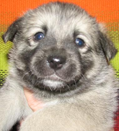 4 weeks