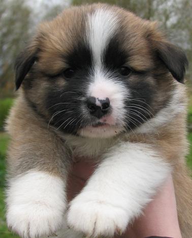 5 weeks