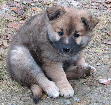 8 weeks