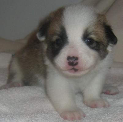 3 weeks