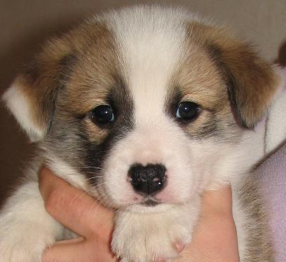 5 weeks