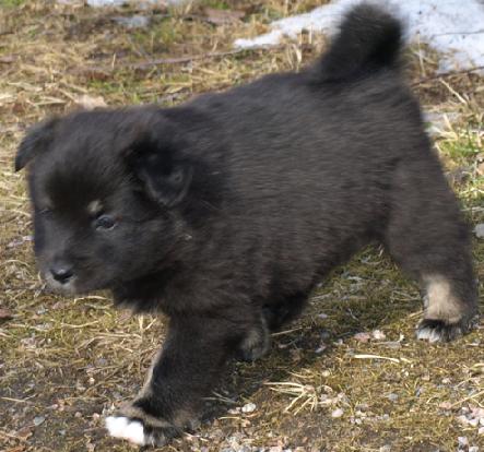 5 weeks