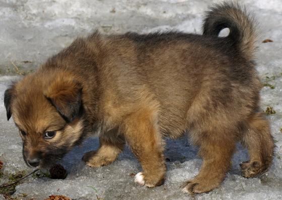 5 weeks