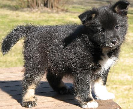7 weeks