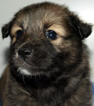 4 weeks old