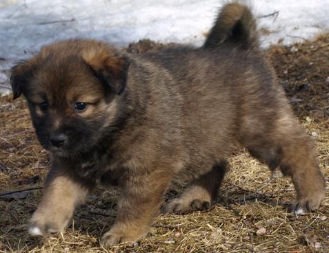 5 weeks