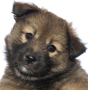 6 weeks
