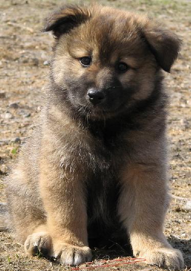 7 weeks