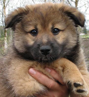 8 weeks