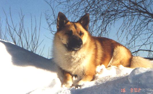 Lubbi