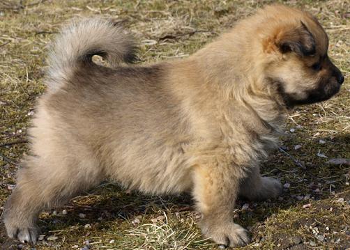 5 weeks