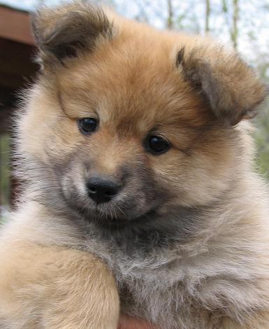 8 weeks