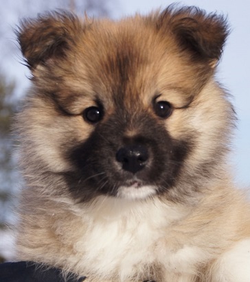 8 weeks