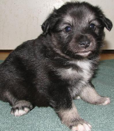 4 weeks