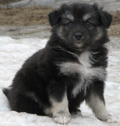 5 weeks