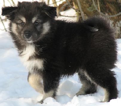 7 weeks