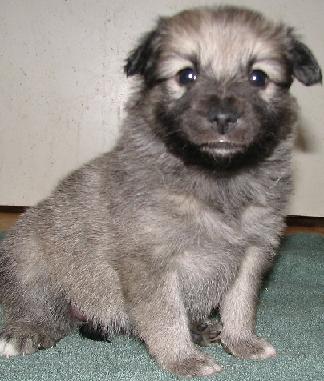 4 weeks