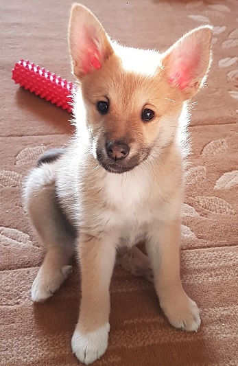 8 weeks