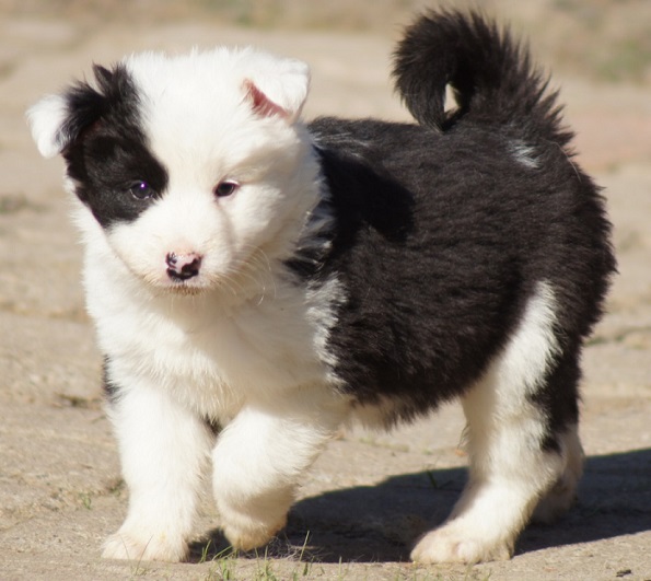 6 weeks