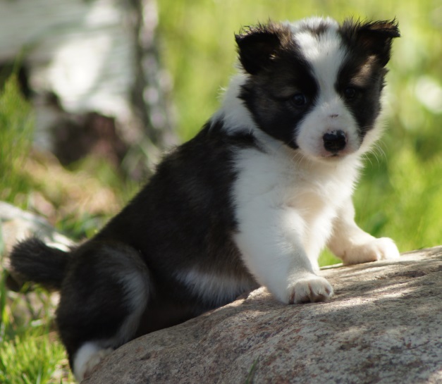 6 weeks