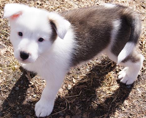 8 weeks