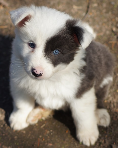 6 weeks
