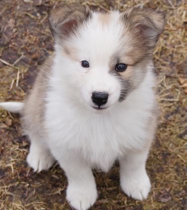 8 weeks
