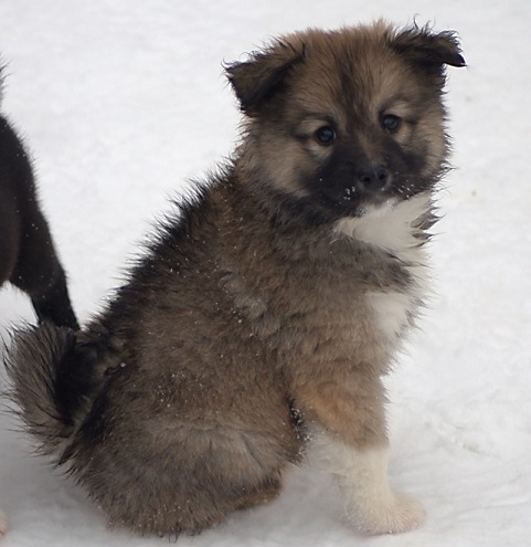8 weeks