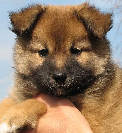 7 weeks