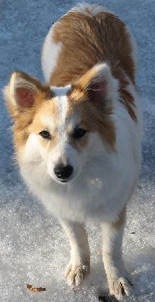 6 kk