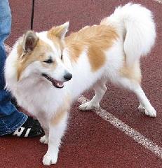 Pentu