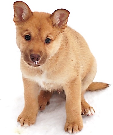 8 weeks