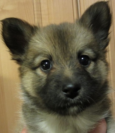 7 weeks