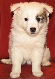 6 weeks