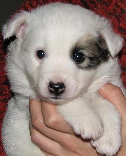 4,5 weeks