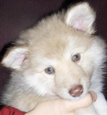 7 weeks