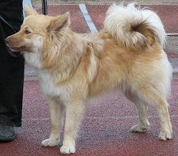 Pentu