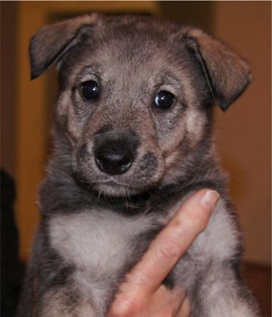6 weeks