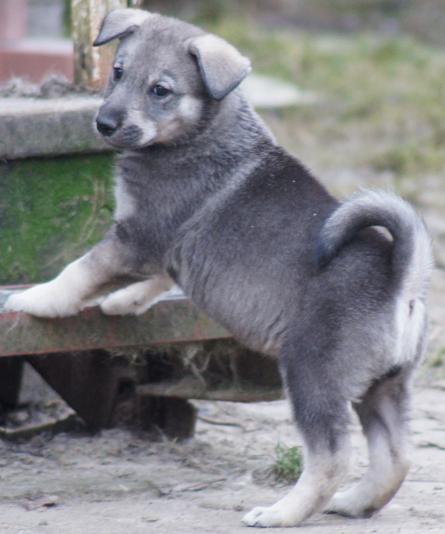 7 weeks